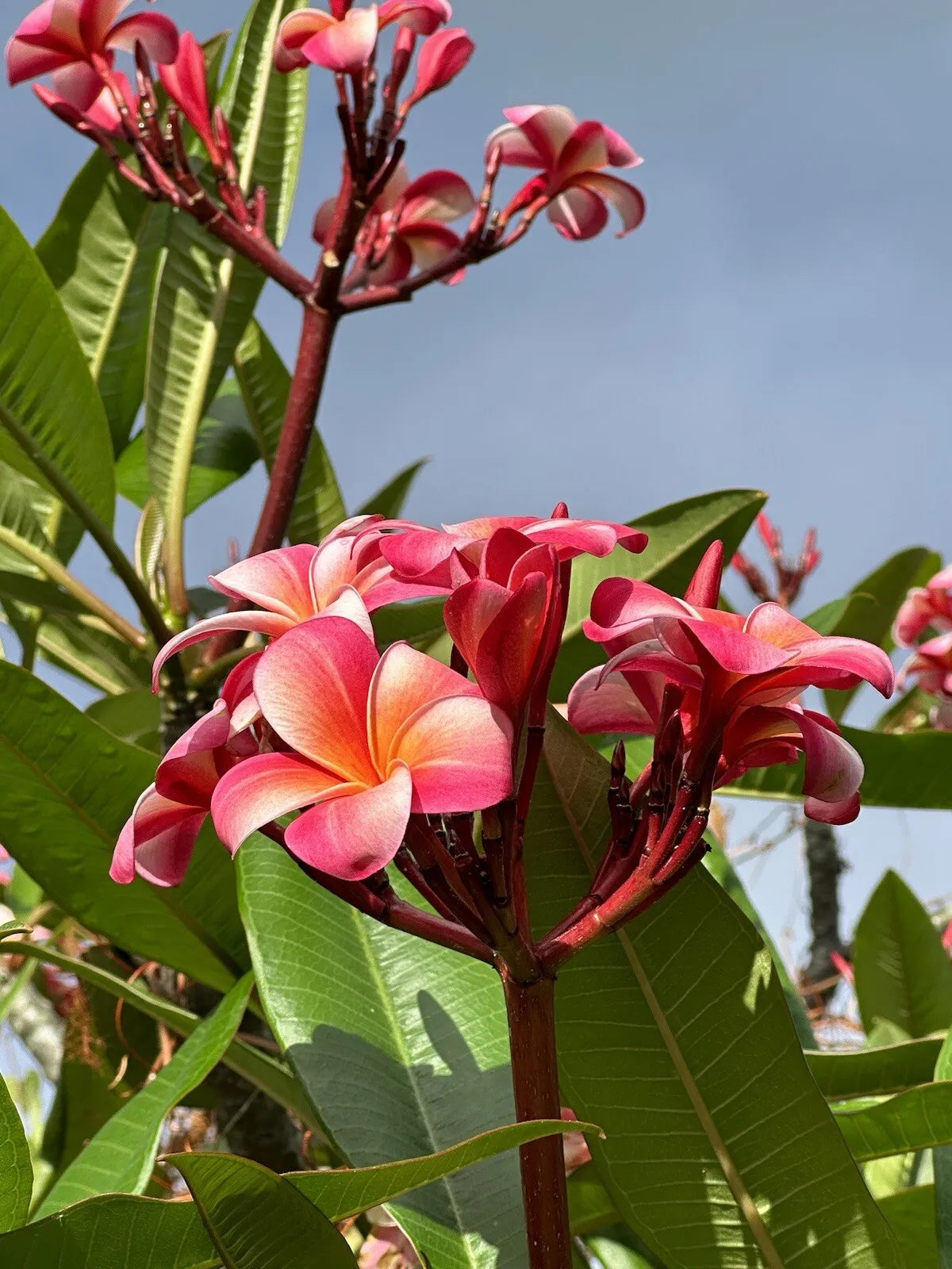1pc Pink Plumeria Fresh Starter Cutting Single Head 10inch Unrooted