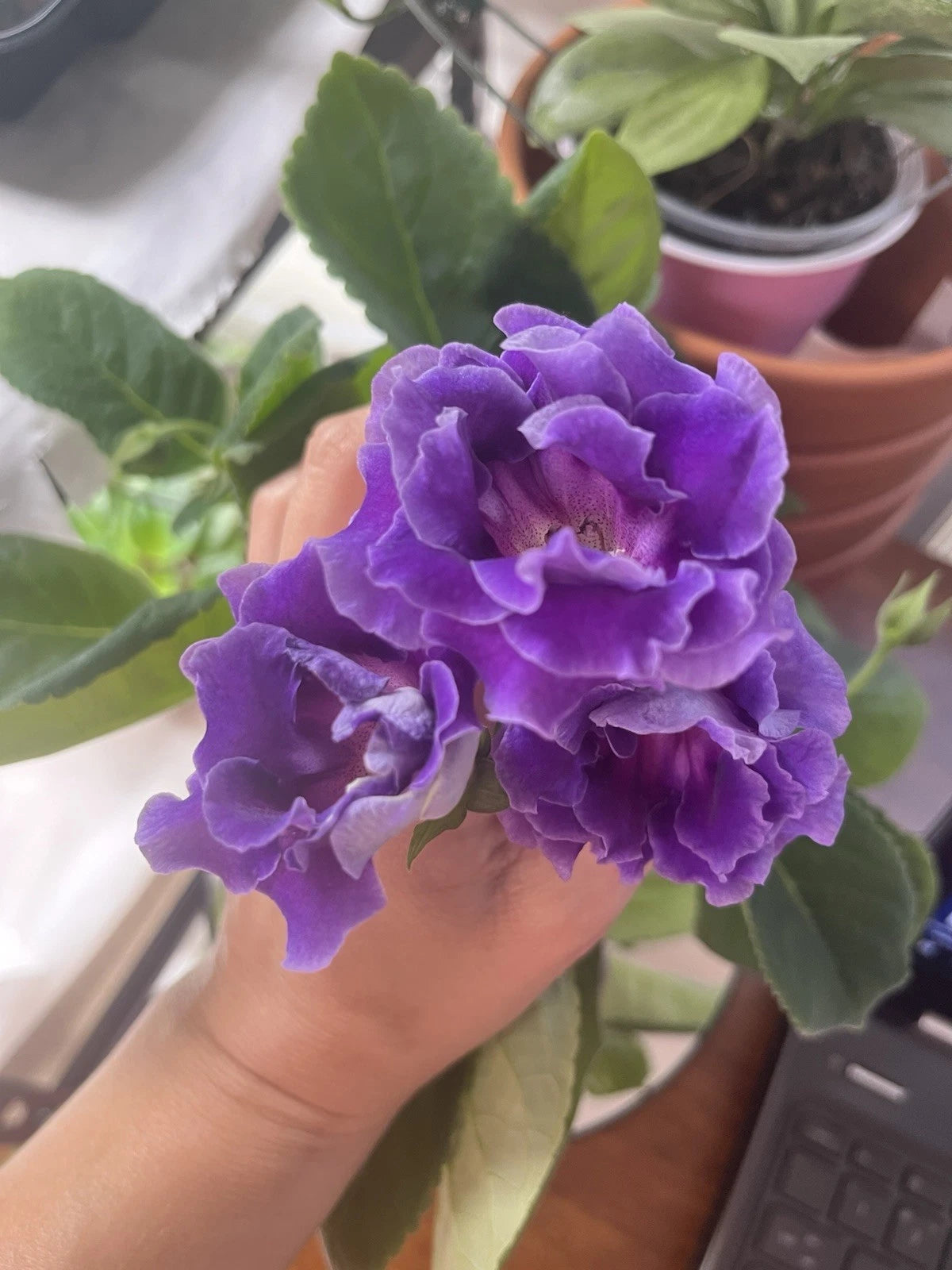 Gloxinia Plant Cutting - Freshly Cut Leaf - Gloxinia SRG’s Azure - Perfect for Propagation and Indoor Gardening