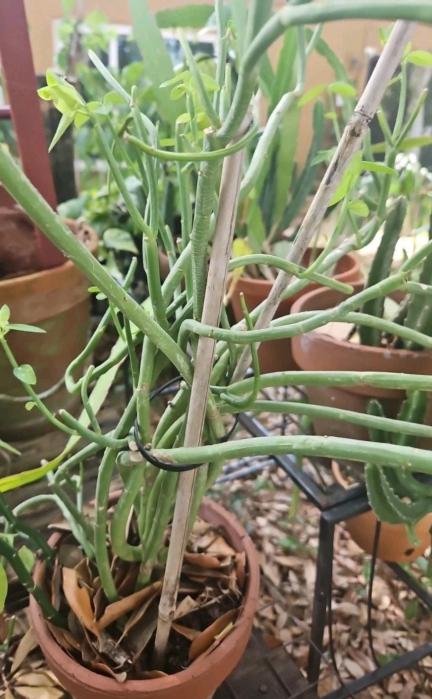 Euphorbia Cuttings - 4 Inch Easy to Root E. lupulina - Unusual Brazilian Succulent with Chain Flowers