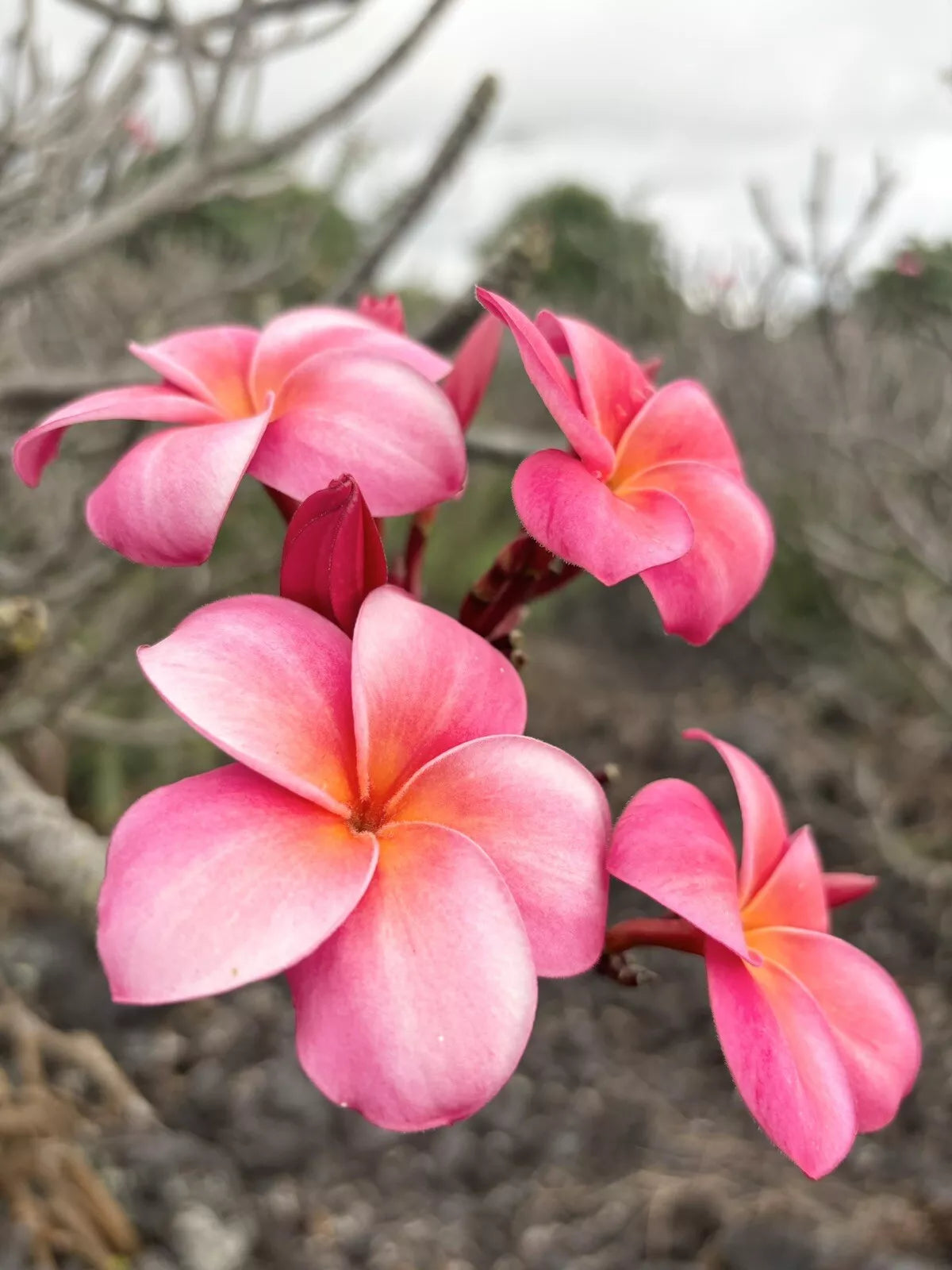 1pc Pink Plumeria Fresh Starter Cutting Triple Head Width Varies 10inch Unrooted