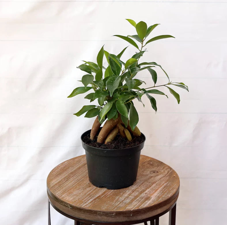 Live Ginseng Ficus Plant in 6" Pot | Ficus Retusa | Miniature Evergreen Bonsai with Aerial Roots & Dark Green Foliage