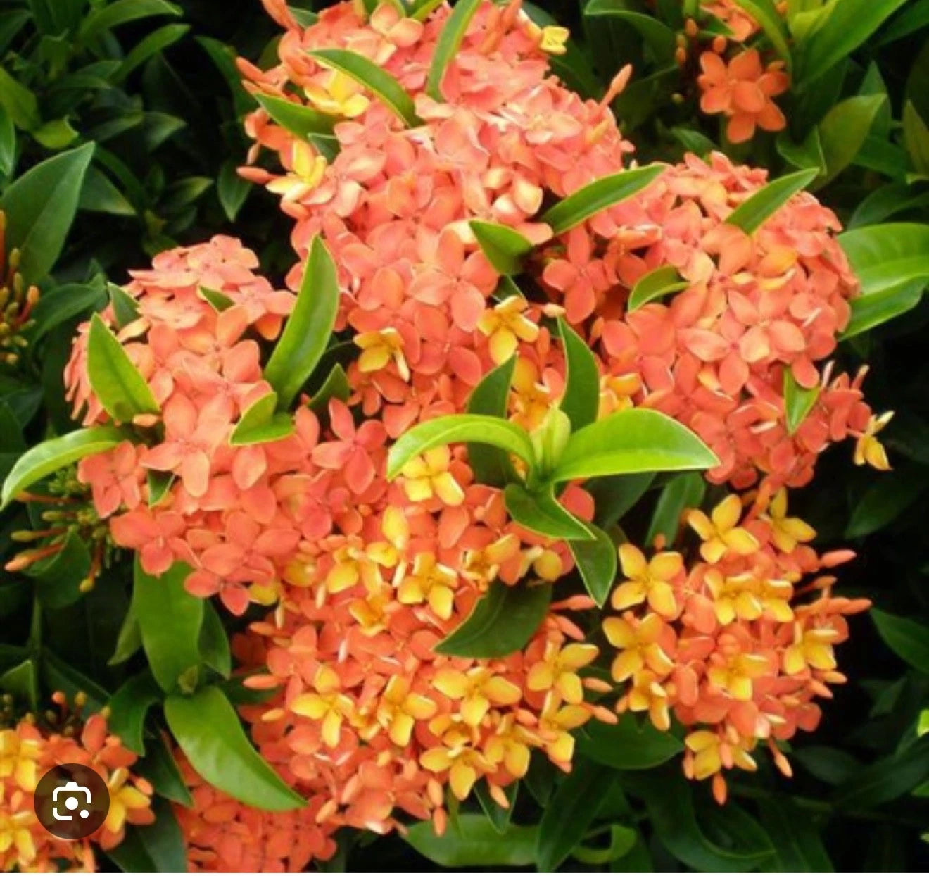Dwarf Ixora Plant Starter - Tropical Carmen Ixora (Ixora taiwanensis) - Well Rooted, Small Healthy Plug Plant for Indoor/Outdoor Gardening