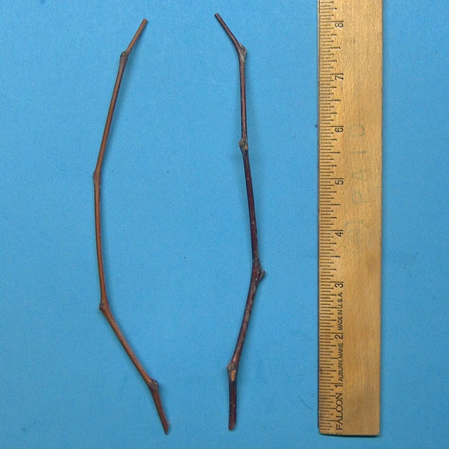 Maya Jujube Tree Cuttings 8" Thin Graft Scion Wood - Ziziphus jujuba - Lot of 2 for Grafting, No Roots, Fresh Cuttings