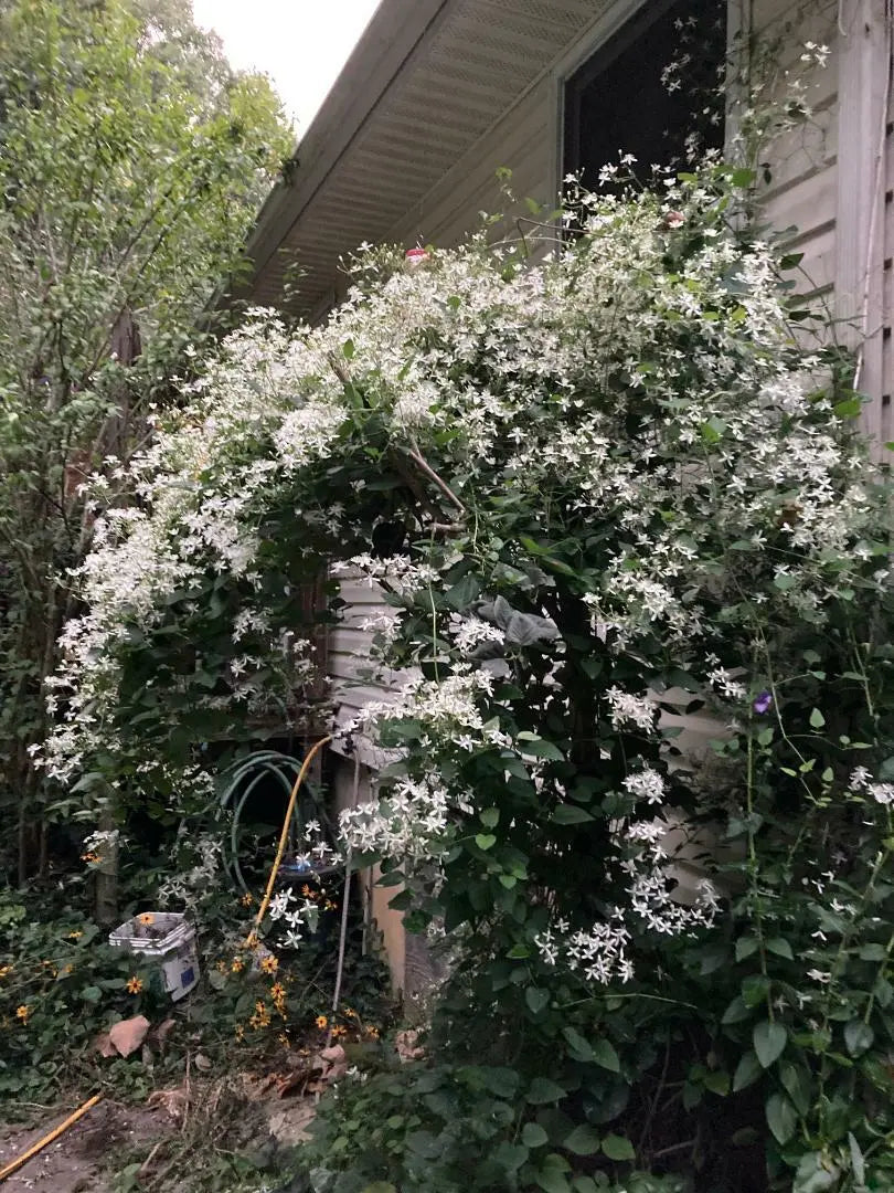 100 Seeds White Star Carolina Jasmine Vine Sweet Smelling Vine