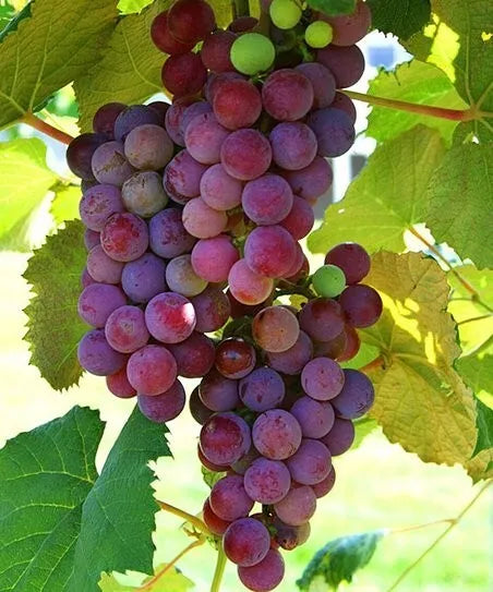 2 VANESSA RED Seedless Live Grape Vine Plants 1-2 yr Old