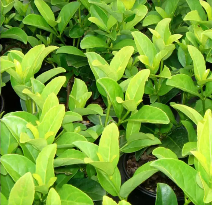 6pcs Viburnum odoratissimum Sweet Viburnum Live Plant