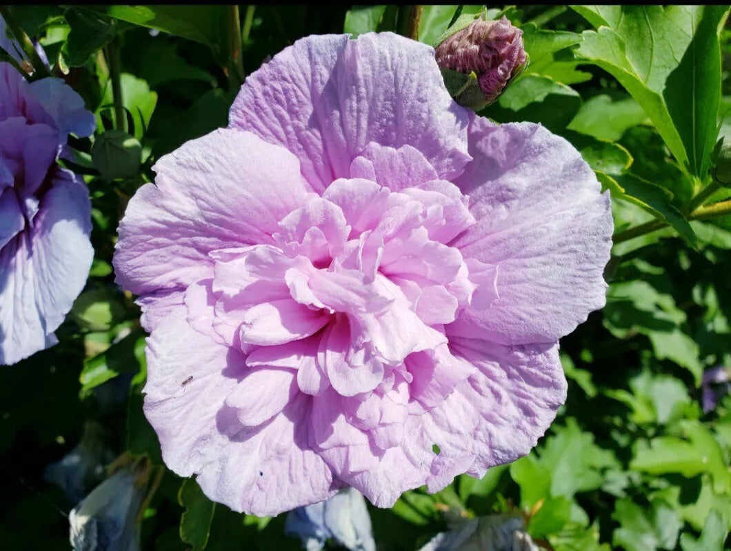 100 Double Bloom Lavender Rose of Sharon Hibiscus Perennial Seeds