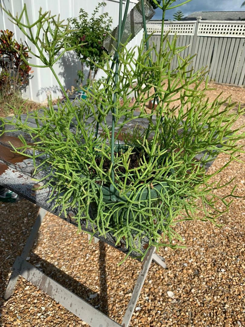 Fresh Cuttings 5 Pack Rhipsalis Sulcata Orchid Cactus Unrooted 4-5" Easy to Root Rare Houseplant