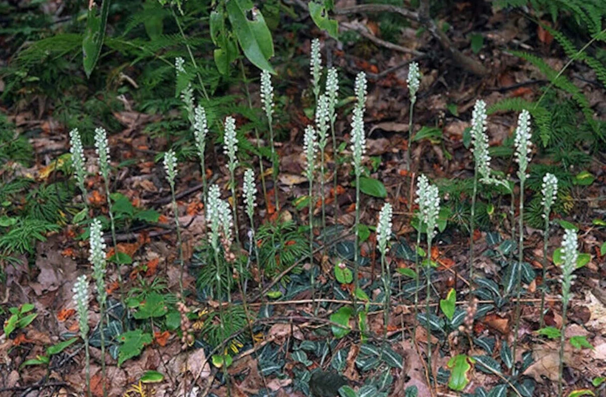 Live Rattlesnake Orchid Plant - 20 Root System Perennial - Variegated Foliage - Goodyera repens - Hardy Garden Ground Cover
