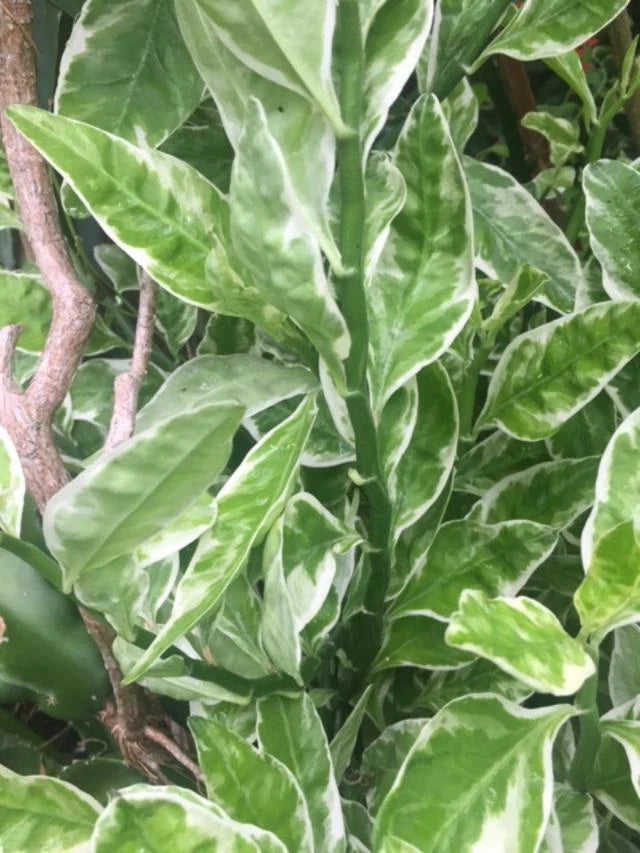 Devil's Backbone Cuttings & Rooted Plant Set - Euphorbia Tithymaloides Variegata - 6 Fresh Cuttings + 1 Healthy Rooted Plant