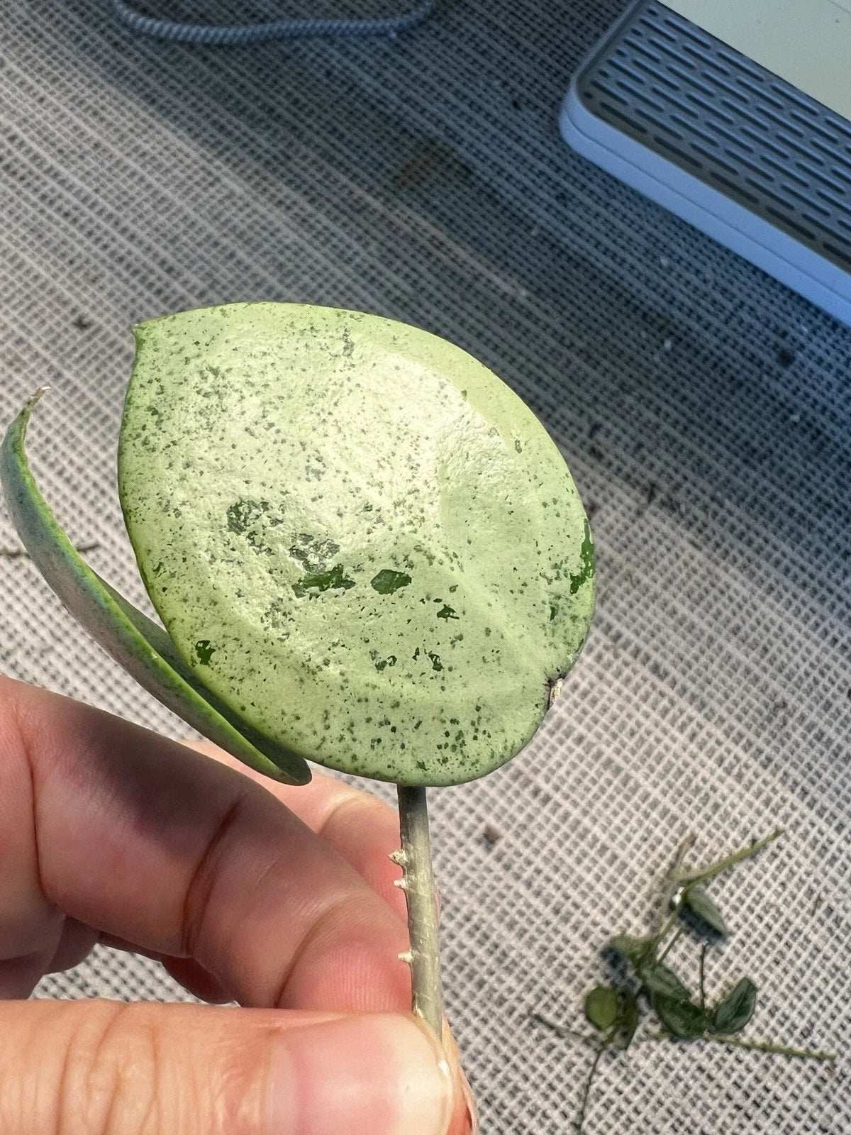 Hoya Cutting - Silver Heart Leaves - Hoya Verticillata - Easy Grower - Plant Cutting in Moss