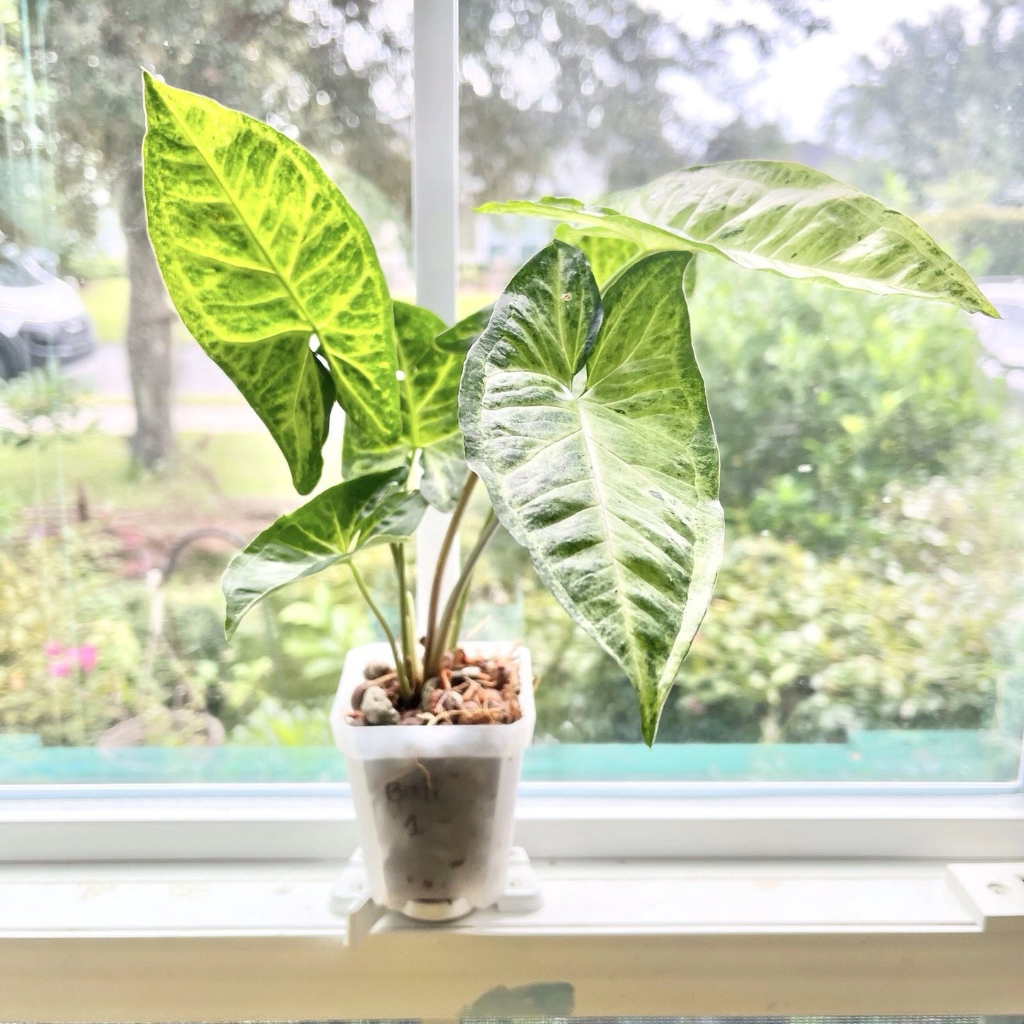 Syngonium Batik Plant - 3” Potted Rooted - Rare Tropical Houseplant - Syngonium podophyllum