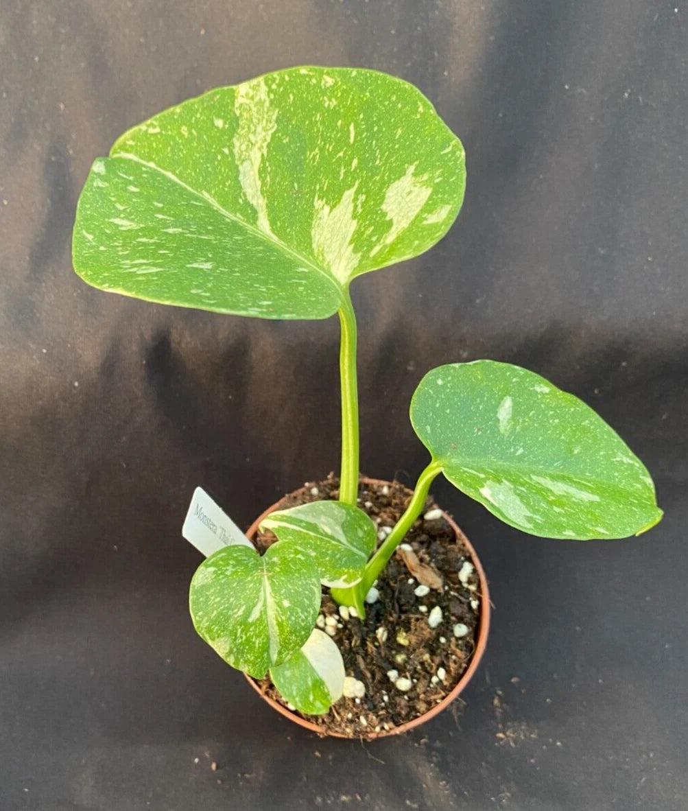 Monstera 'Thai Constellation' Rooted Plant in 3" Pot - Monstera deliciosa 'Thai Constellation' with Unique Variegated Leaves