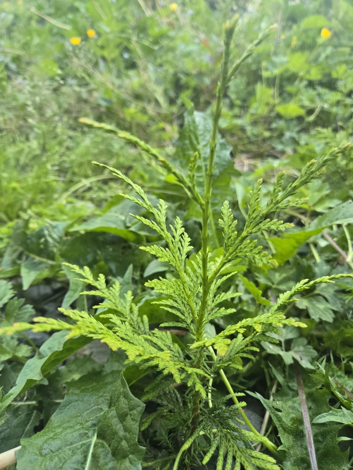 Western Red Cedar Seedling Trees 4-8" Bare Root Thuja Plicata PNW Grown - (2) Fast Growing Evergreen Seedlings