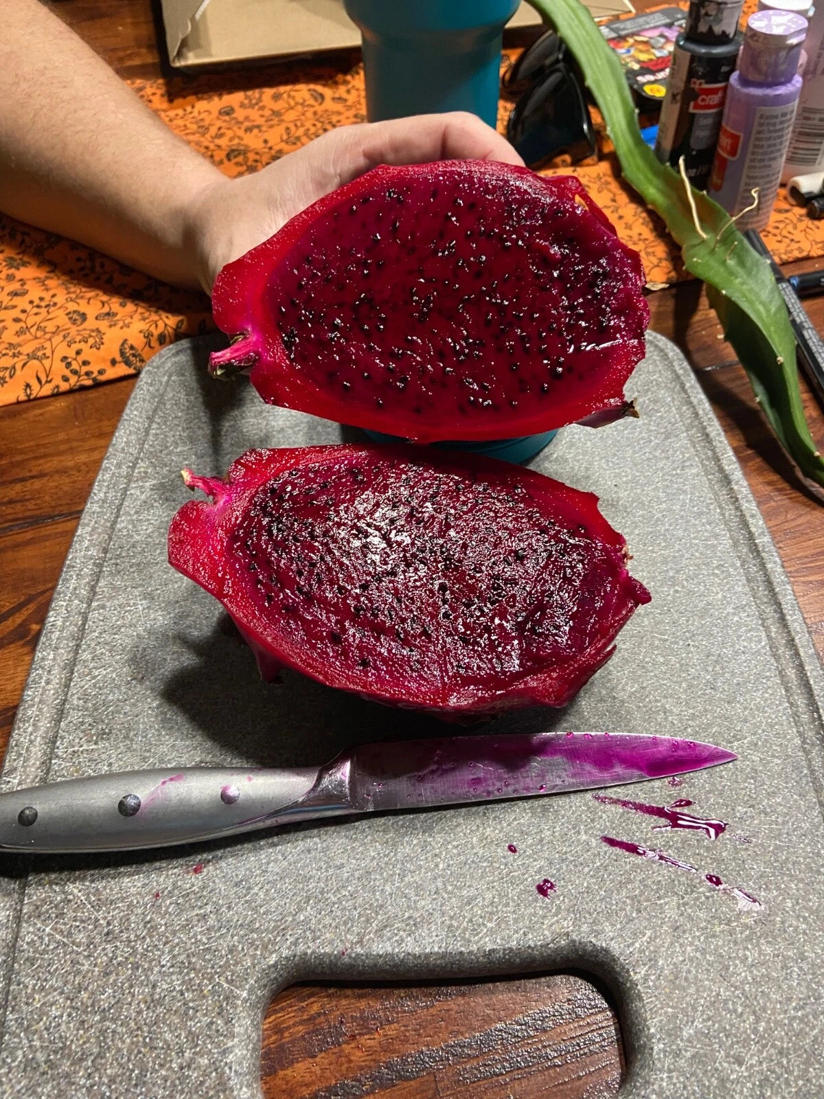 Dragon Fruit Cutting 16” Rosa Rare Variety Red Flesh Hylocereus polyrhizus Sweet Huge Fruit Cutting for Planting
