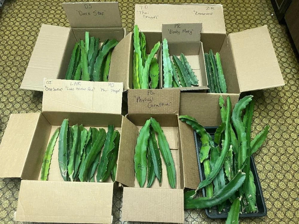 Organic Dragon Fruit Cuttings - 10 Varieties - 8-12" Long - Hylocereus spp.