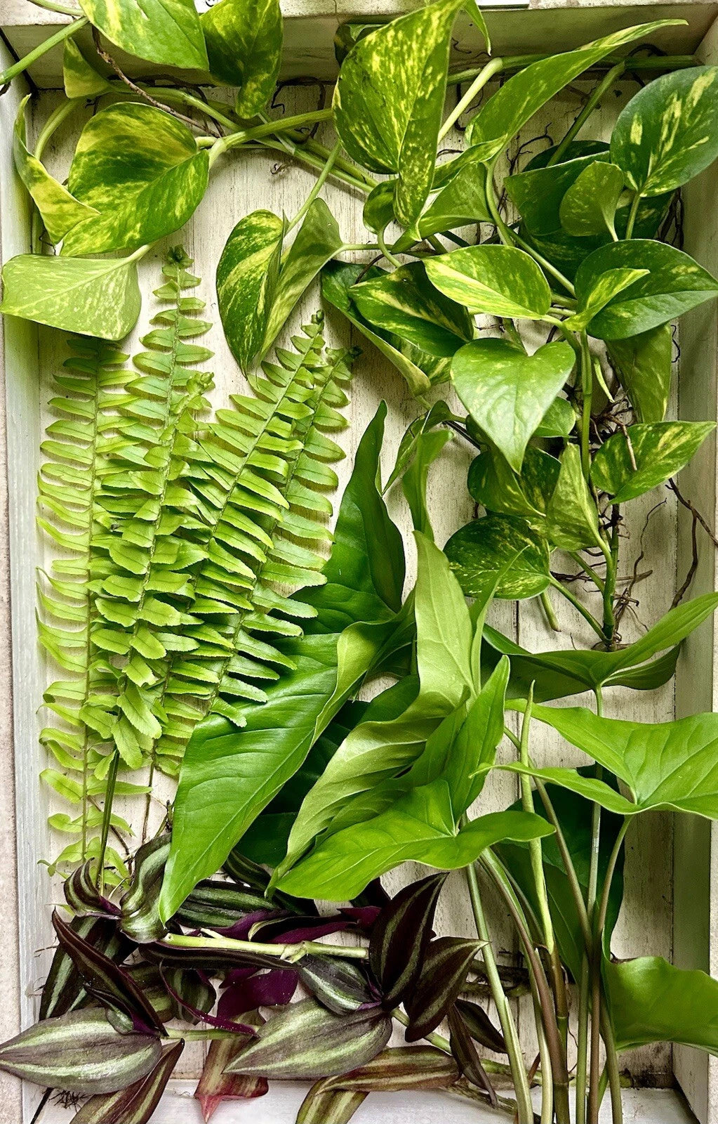 20 Live House Plant Cuttings - Rooted Pothos, Arrowhead Vine, Wandering Jew, Fern - Healthy & Fresh Plants
