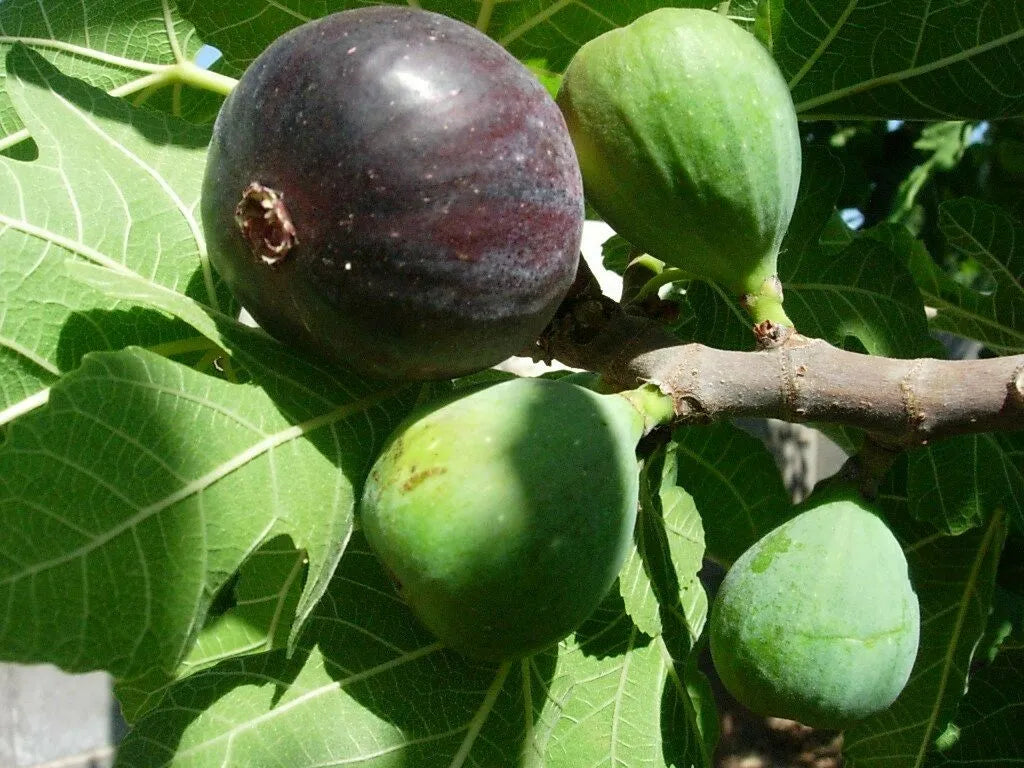Fig Tree Fruiting Fig Tree Ficus Carica 'Black Mission'