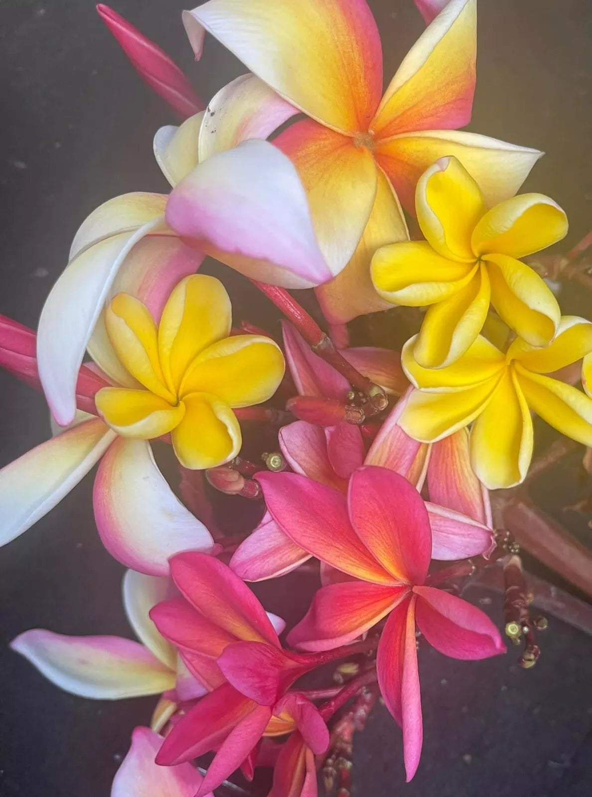 1PC Plumeria Cutting Maui Best You Pick Color 6 In Unrooted Cutting