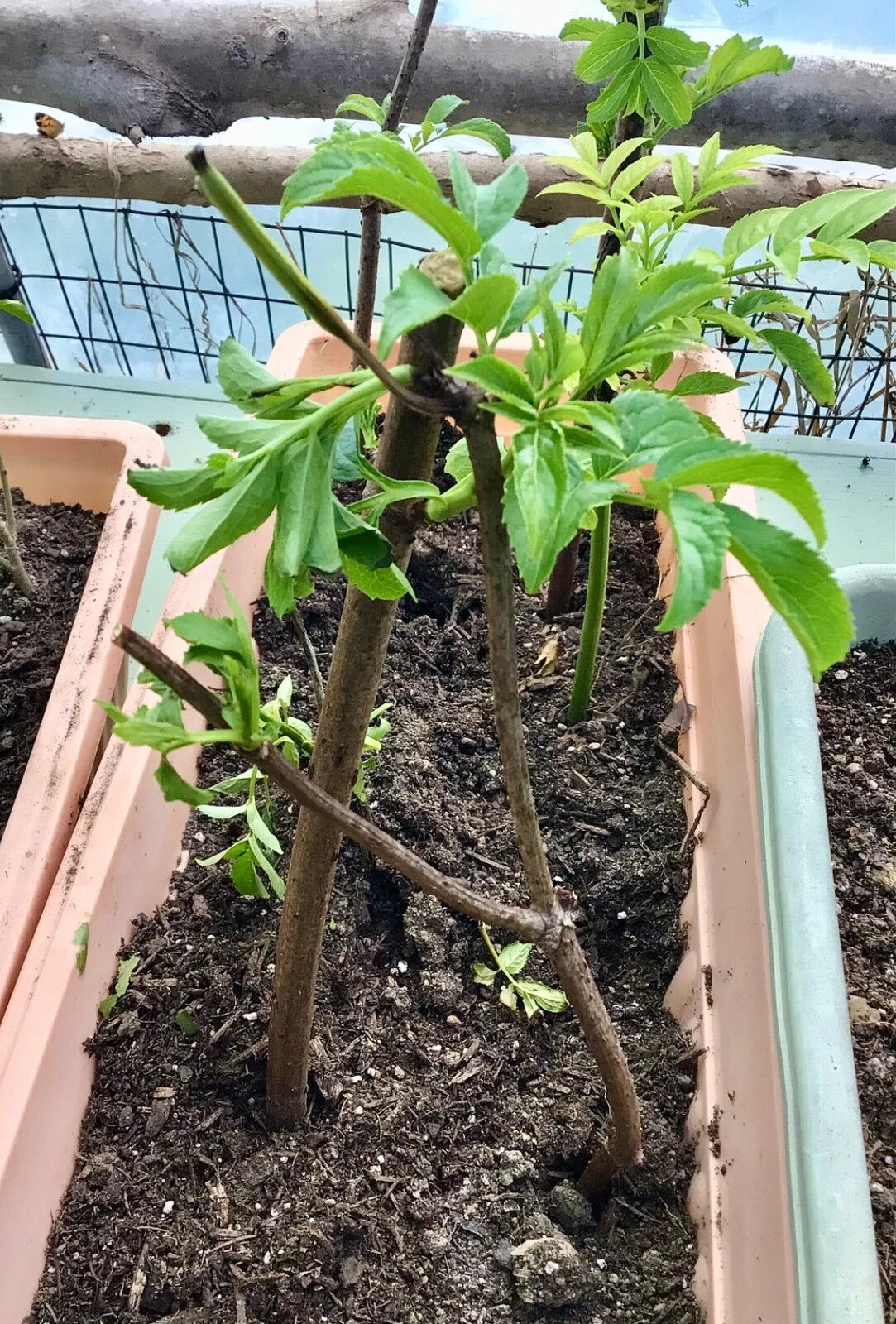 Elderberry Cuttings - 2 Live Rooting Cuttings - Sambucus canadensis - Organic, No Pesticides, All Natural Fertilizer