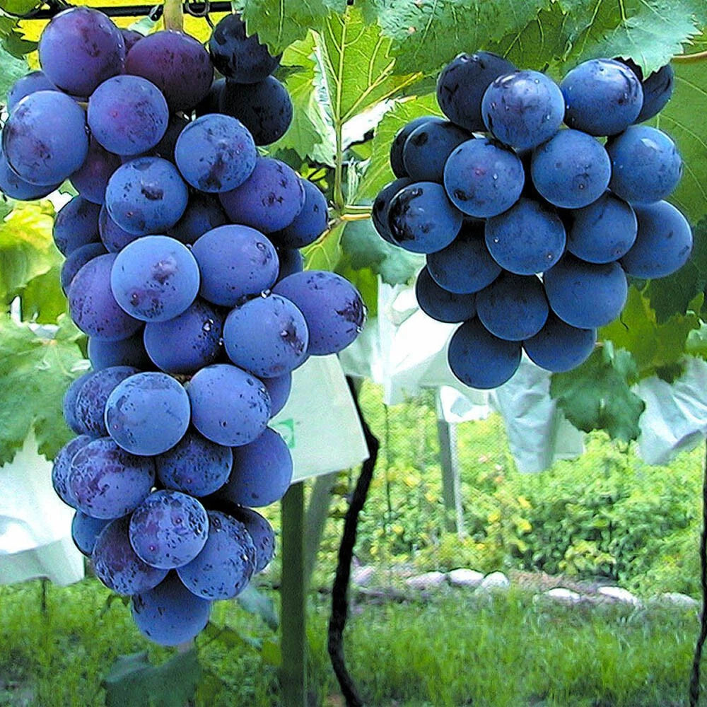 Japanese Kyoho Grape Cuttings - 6 Pcs - Giant Grape Vines (Vitis vinifera) - US Seller