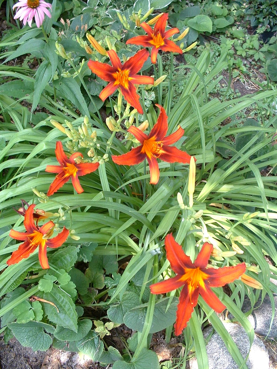 25 Organic Root Fans Sammy Russell Red Daylily Hemerocallis 'Sammy Russell' Late Bloomer Perennial Flowers for Garden
