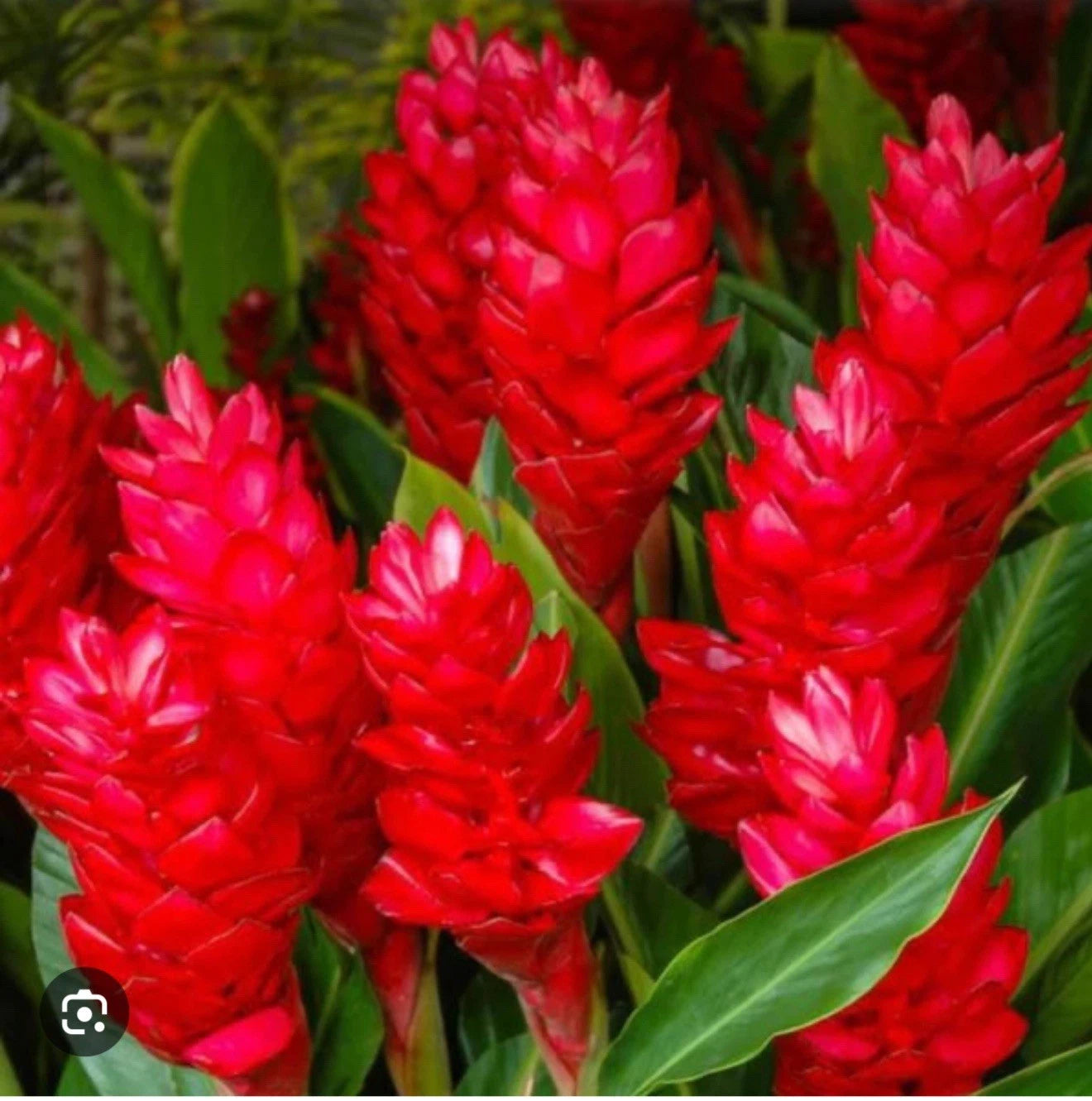 Hawaiian Red Ginger Plant - Small Rooted Starter - Alpinia Purpurata - Healthy Well-Rooted for Home Gardening