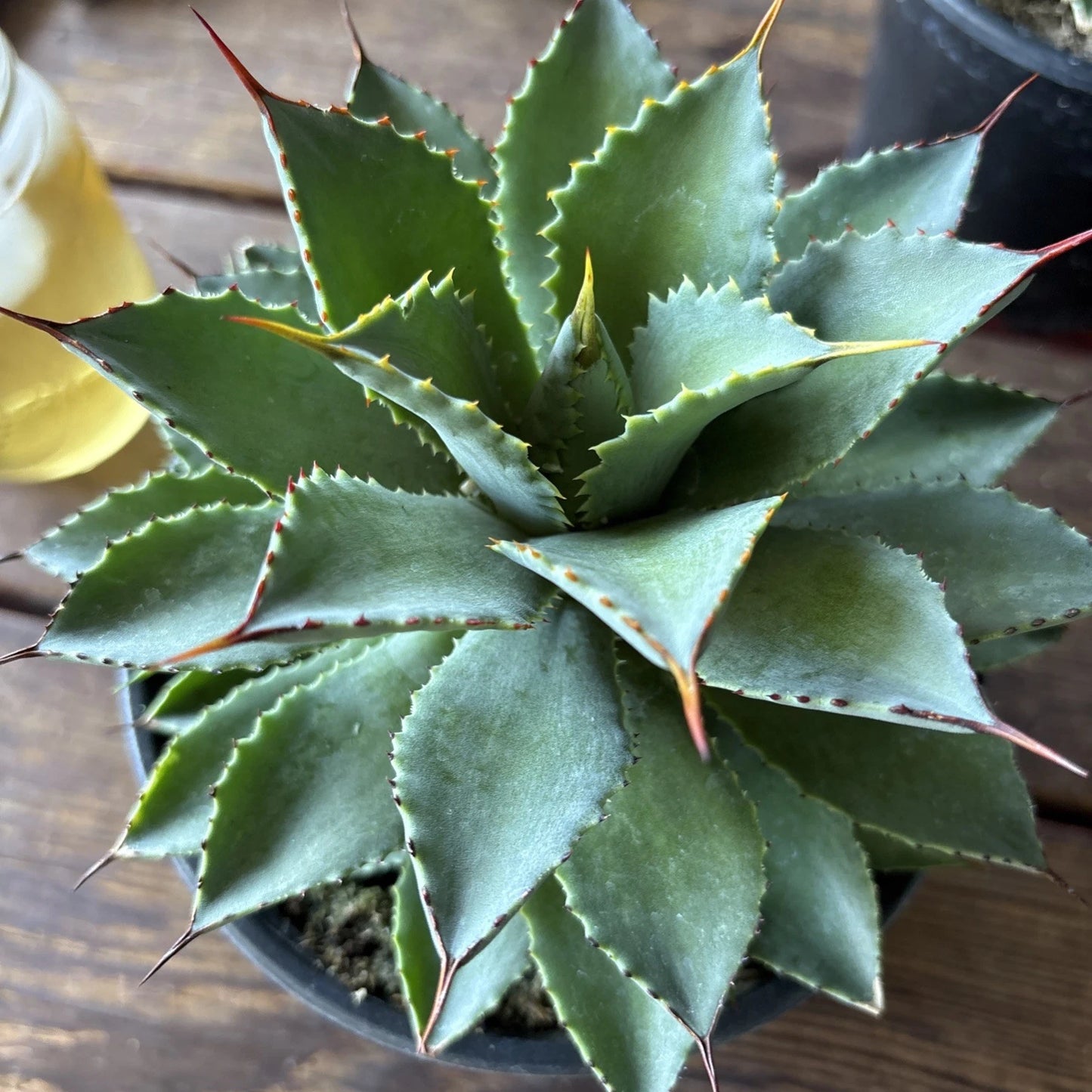 Agave Potatorum Plant in 6" Pot | Blue Multicolor Indoor/Outdoor Succulent | Low Maintenance Agave