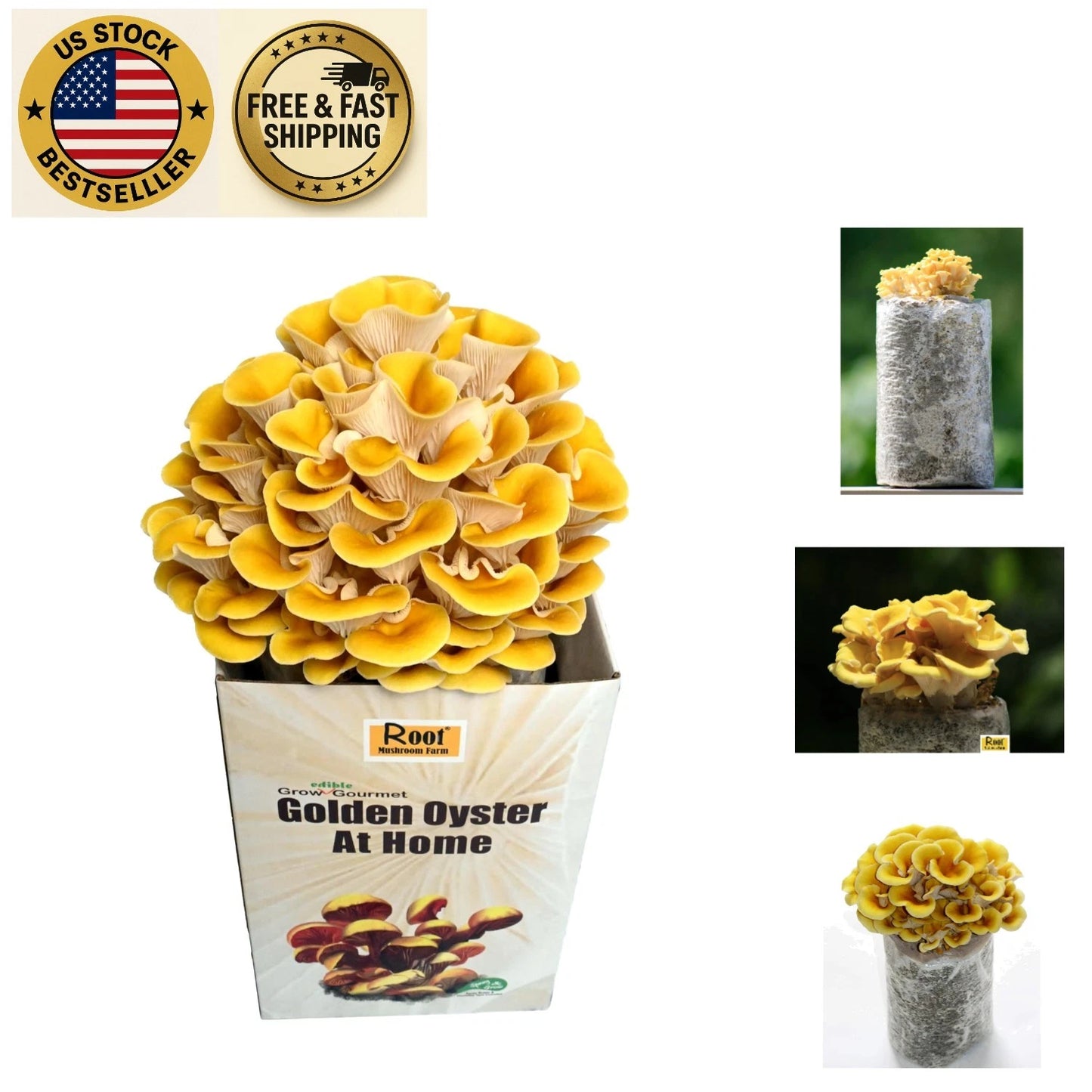 Golden Oyster Mushroom Grow Kit - Complete Home Cultivation Set - Pleurotus citrinopileatus - Easy to Use, Fresh Mushrooms