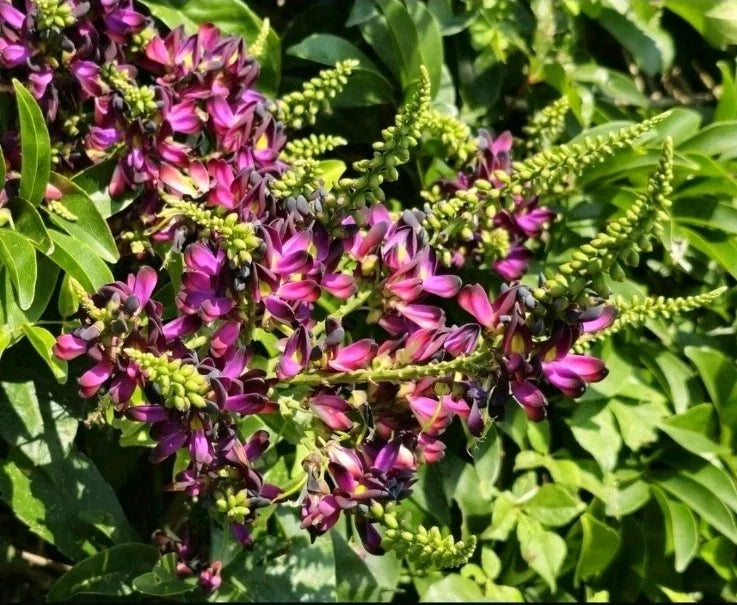 Evergreen Wisteria Starter Plant 2gal Purple Clipping (Millettia reticulata) Fragrant Vine for Garden or Arbor