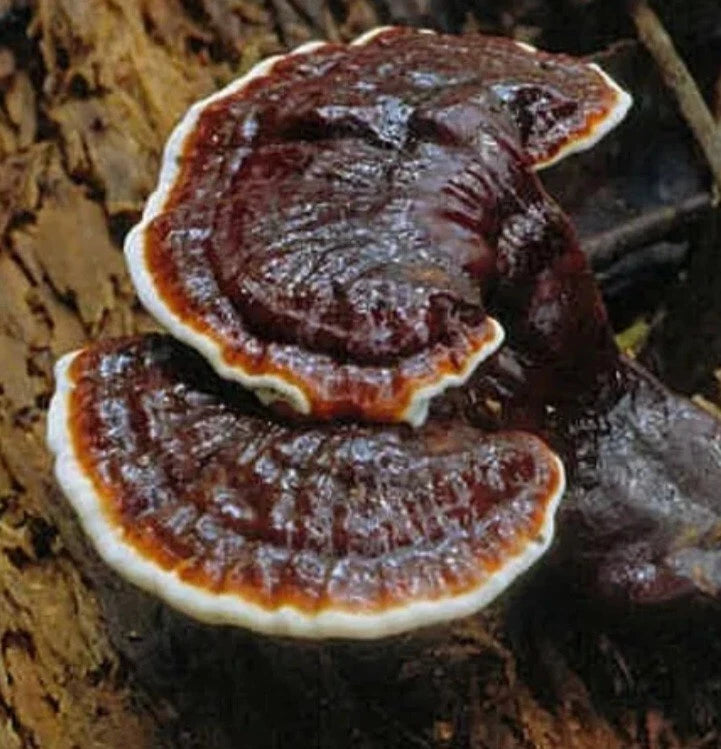 Black Reishi Live Liquid Culture Syringe 10-12ml - Ganoderma Japonicum - Medicinal Mushroom Cultivation Kit with Free Gift