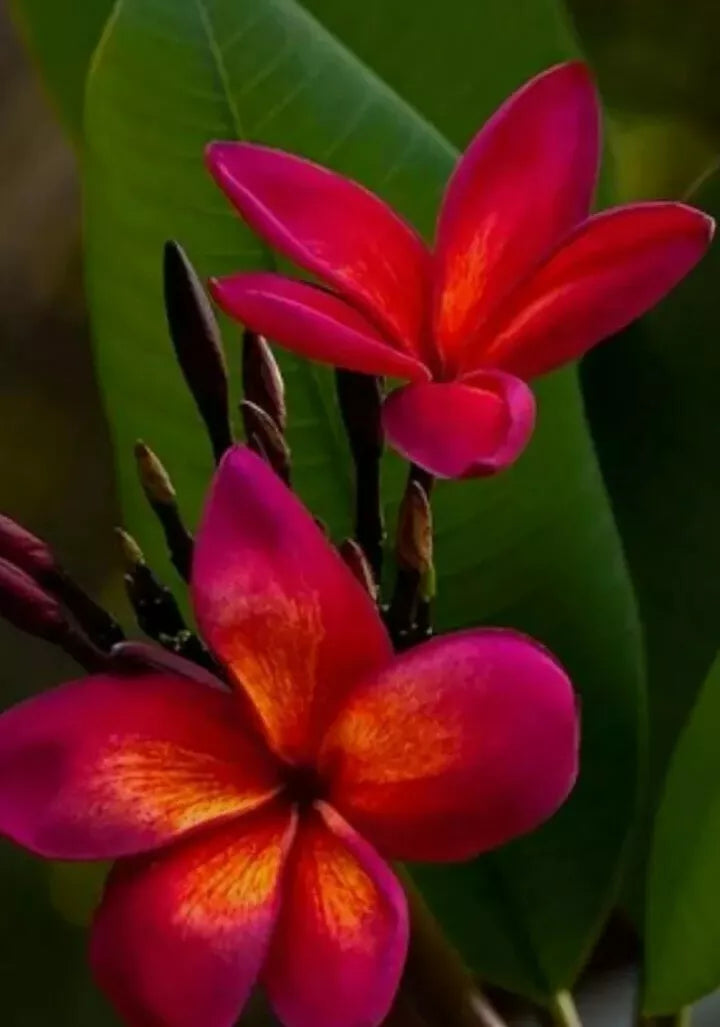 1 RED ROOT live PLUMERIA PLANT rooted in 3 inches pot