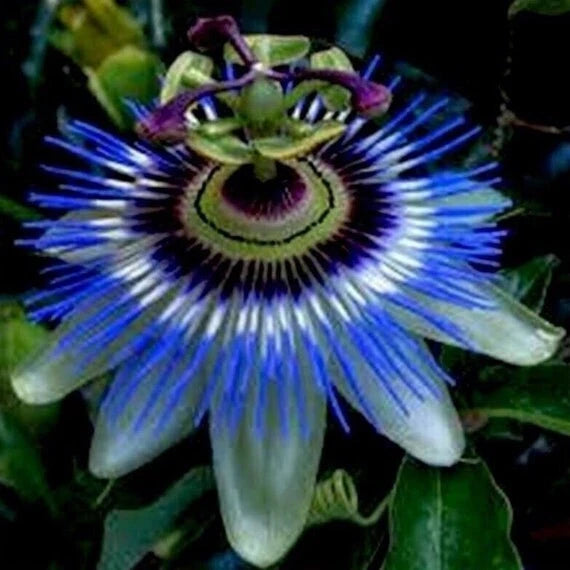Hardy Blue Crown Passion Flower Plant, Small Rooted Starter, Passiflora caerulea, Fragrant, Ideal for Trellis or Potted Display