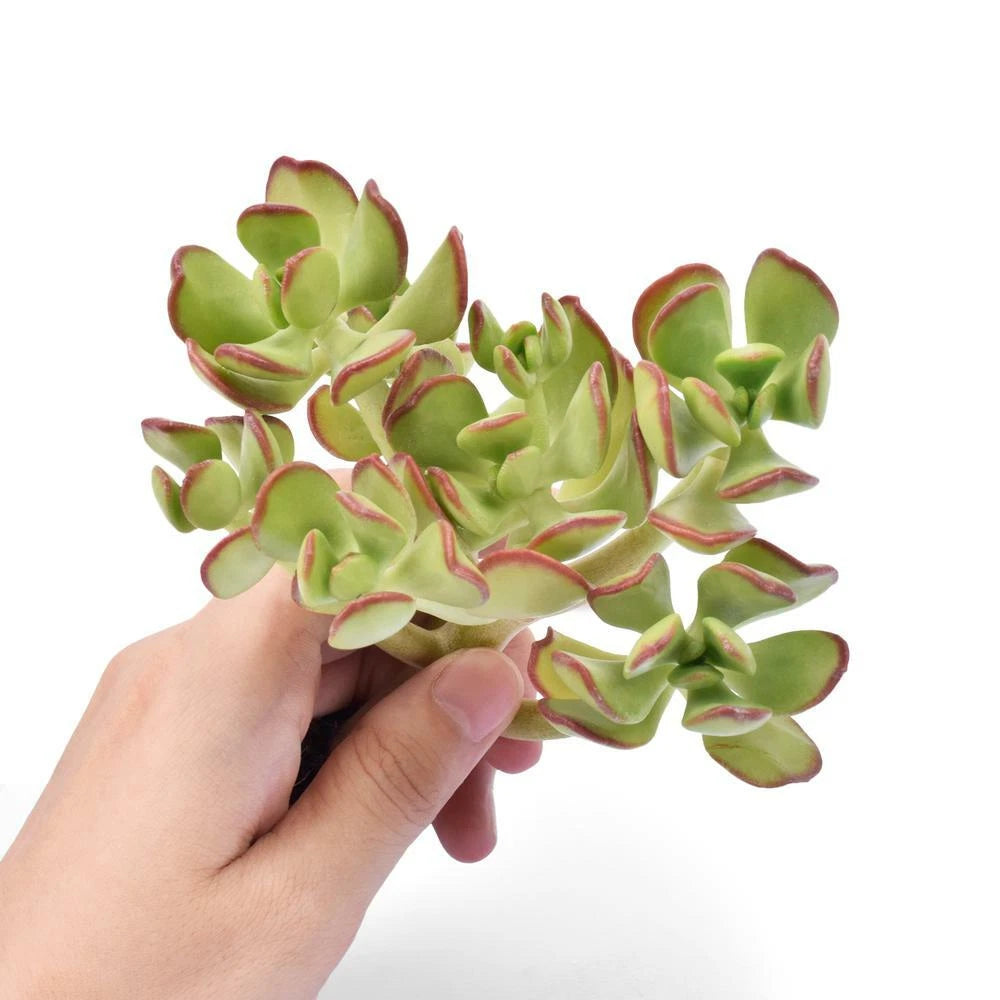 Fresh Sedum Dendroideum Succulent Cuttings - 5 Pack - Tree Stonecrop - USA Grown - Easy Care for Fairy Gardens