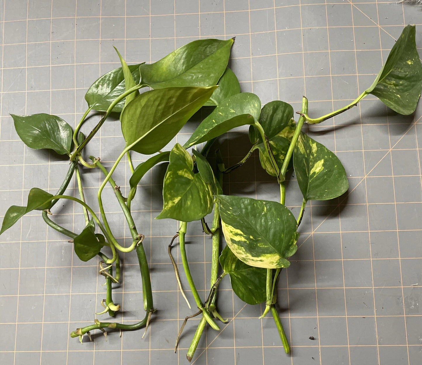 Golden Pothos Plant Cuttings - 5 Rooted Philodendron Vines - Multicolor Leaves for Indoor/Outdoor - Easy Care Houseplants