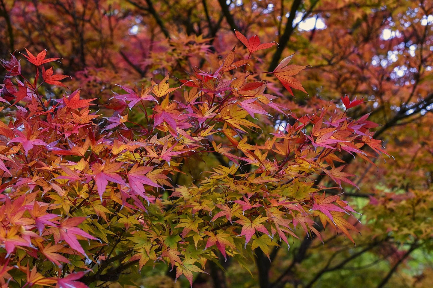 Japanese Maple Cuttings - 15 Fresh 8-12 Inch Unrooted Stems - Acer palmatum - Ready to Plant