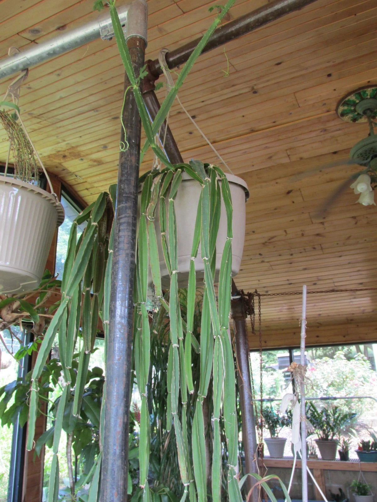 Grape Ivy Cactus Cuttings - 3 Rooted Cuttings for Hanging - Hoya spp.