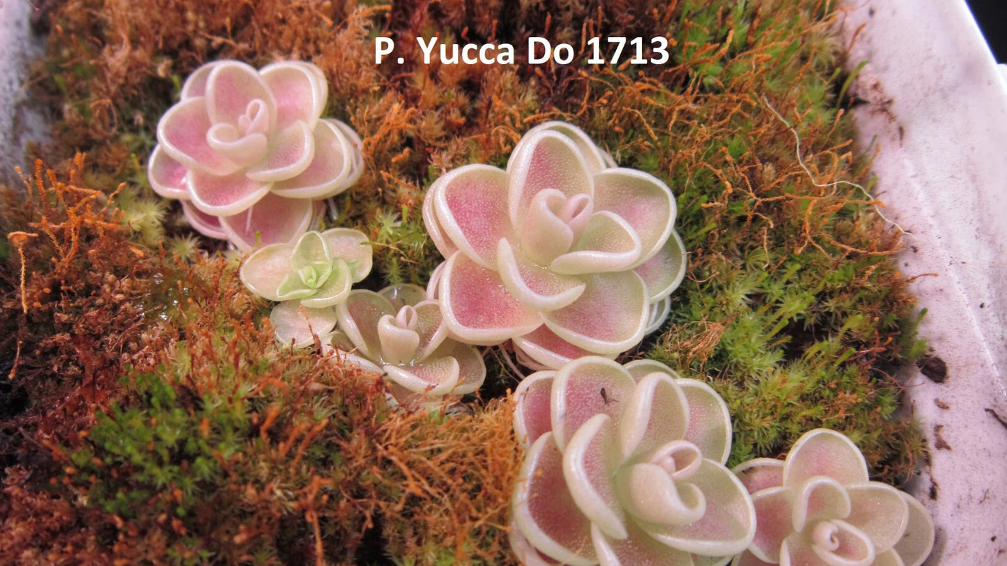 Carnivorous Butterwort Plant - Pinguicula sp. Yucca Do 1713 - Rare Live Succulent - Easy to Grow Dwarf Plant