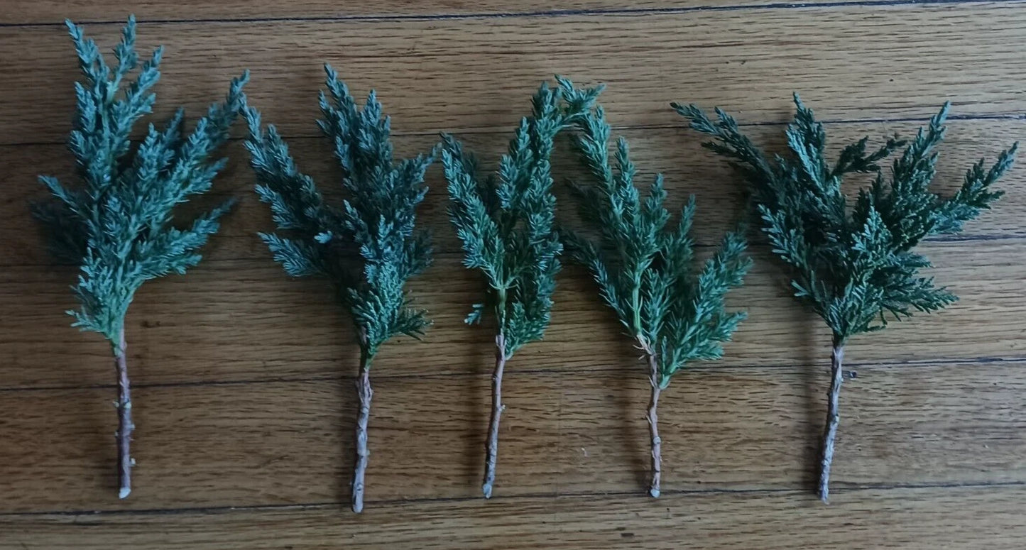 Pre Bonsai Juniper Cuttings - 5 Pack Green Mound Juniper (Juniperus procumbens) 6-8 Inches