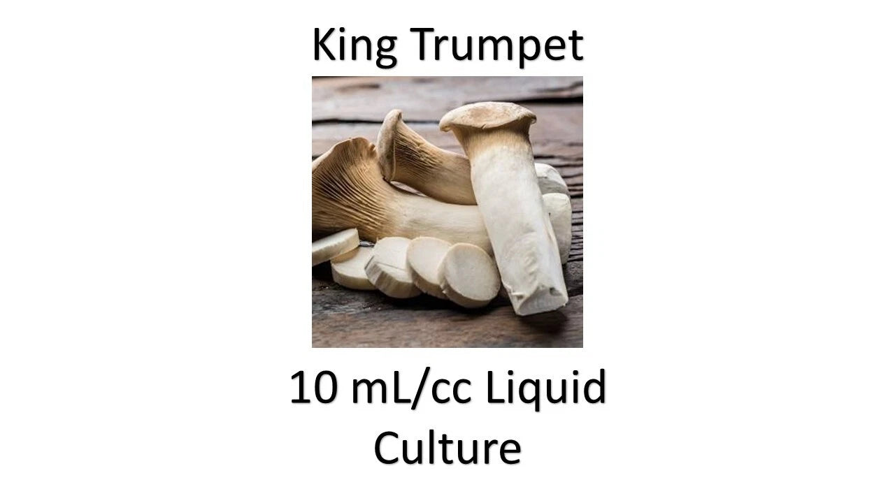 Liquid Culture 10 ML King Trumpet Mushroom - Pleurotus eryngii