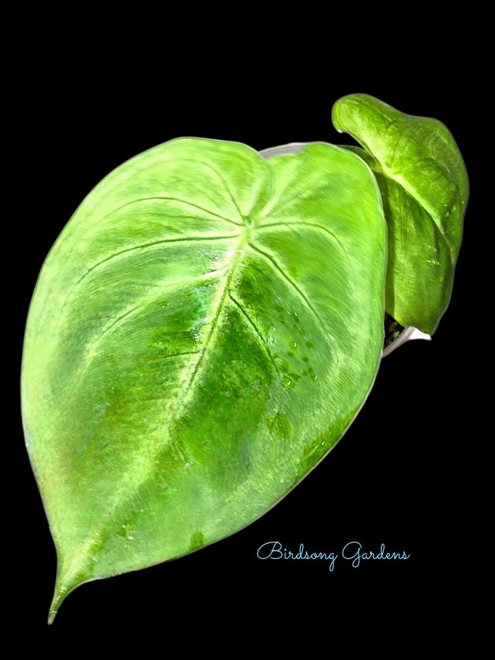 Syngonium Chiapense 'Ice Frosted Heart' - Live Rooted Plant in 3" Pot - Indoor Houseplant - Rare Tropical Foliage