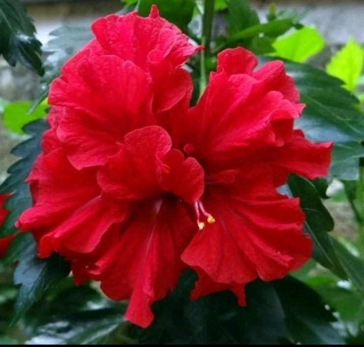 Double Red Hibiscus Starter Plant 5" - Hibiscus rosa-sinensis - Tropical Perennial for Indoor/Outdoor Garden Decor
