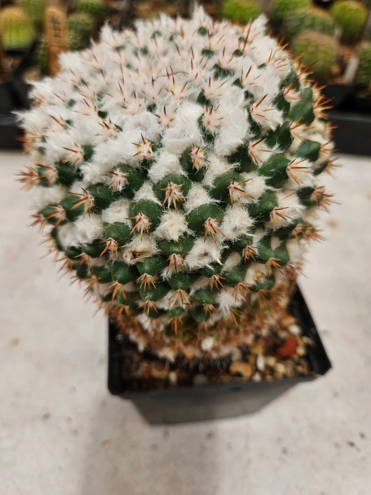Mammillaria Scrippsiana Cactus - 4" Pot - Bare Root Succulent Plant for Home Decor and Indoor Gardening