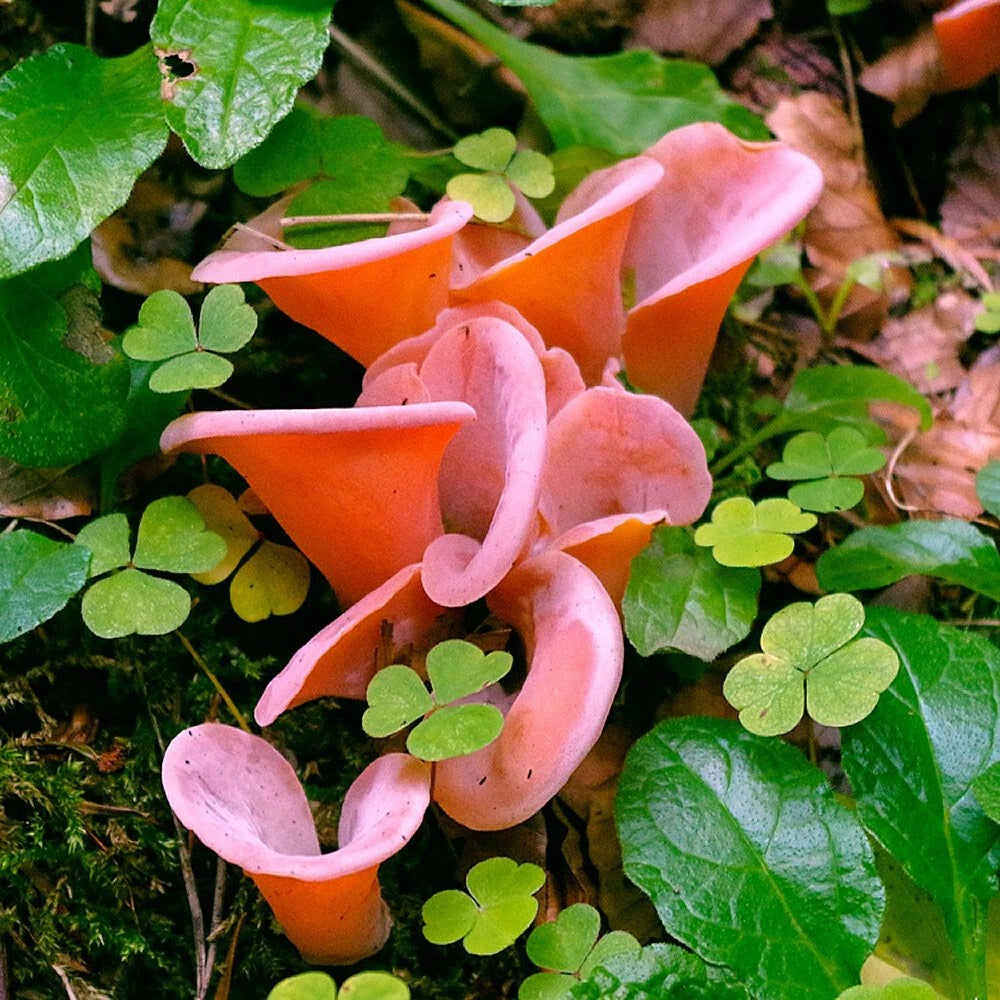 Judas Ear Liquid Culture Syringe 12cc - Auricularia auricula-judae - Cultivate Edible Mushrooms for Culinary & Medicinal Use