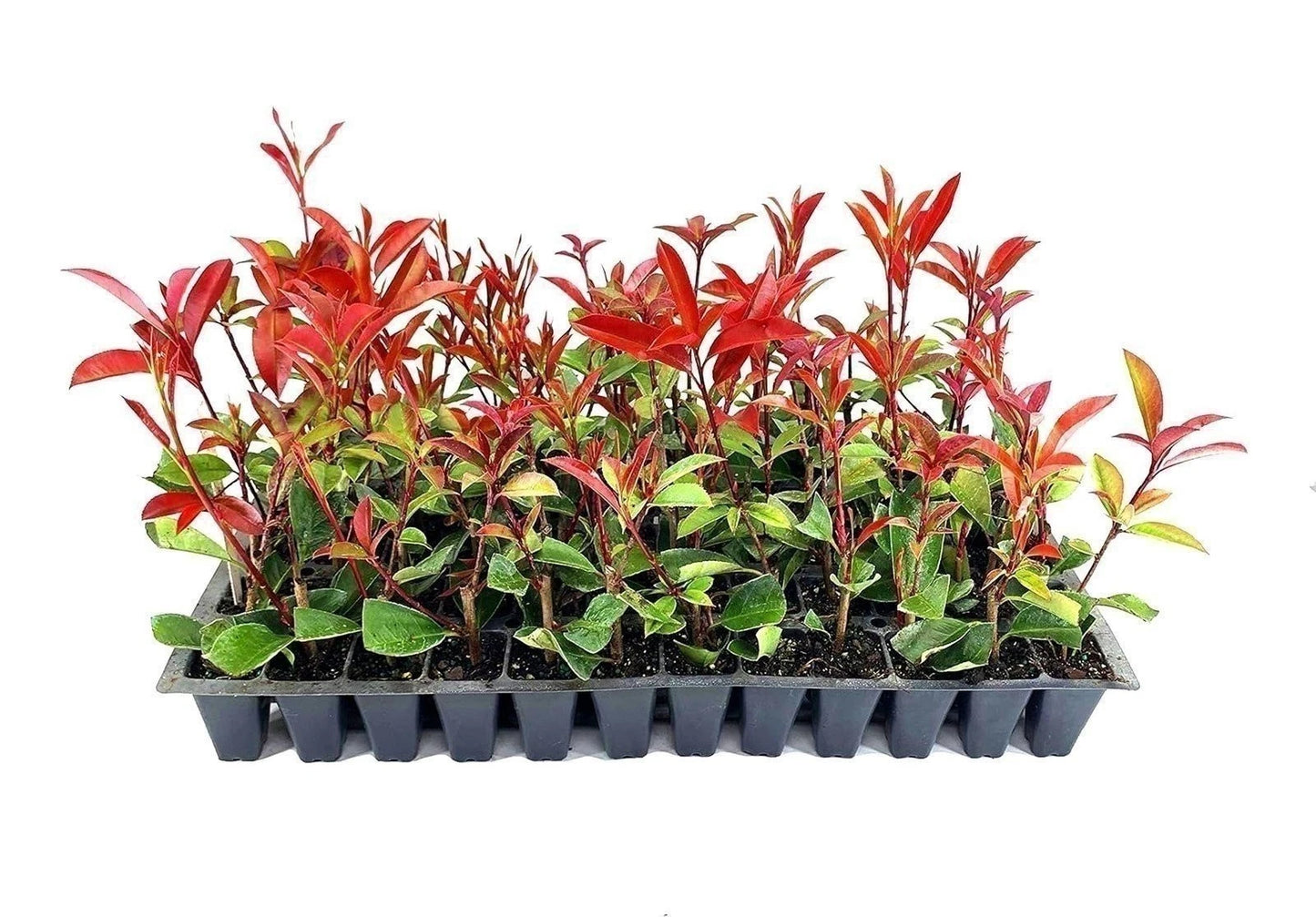 Red Tip Photinia Shrubs | 2 Inch | Evergreen Hedge Plant | Photinia x fraseri | Bright Red Foliage | Privacy Screen (3 plants)