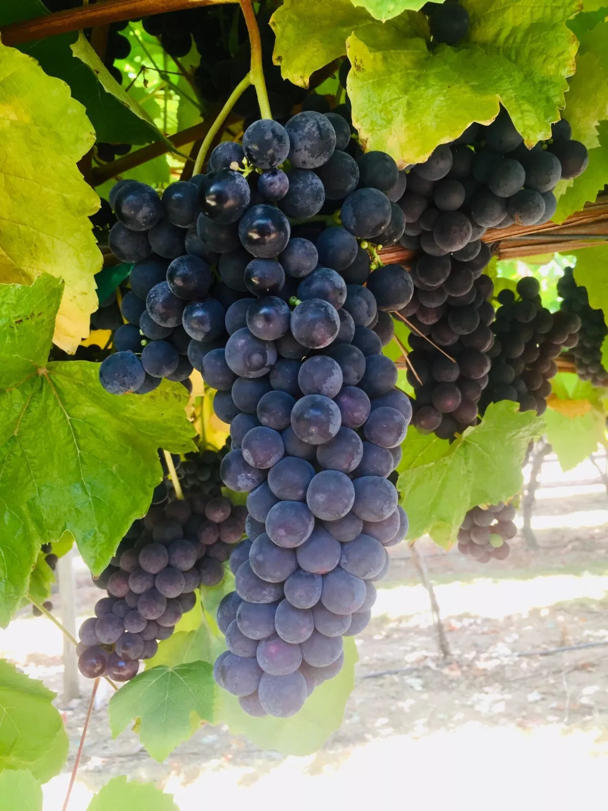 1 Thomcord seedless table grape plants bare roots