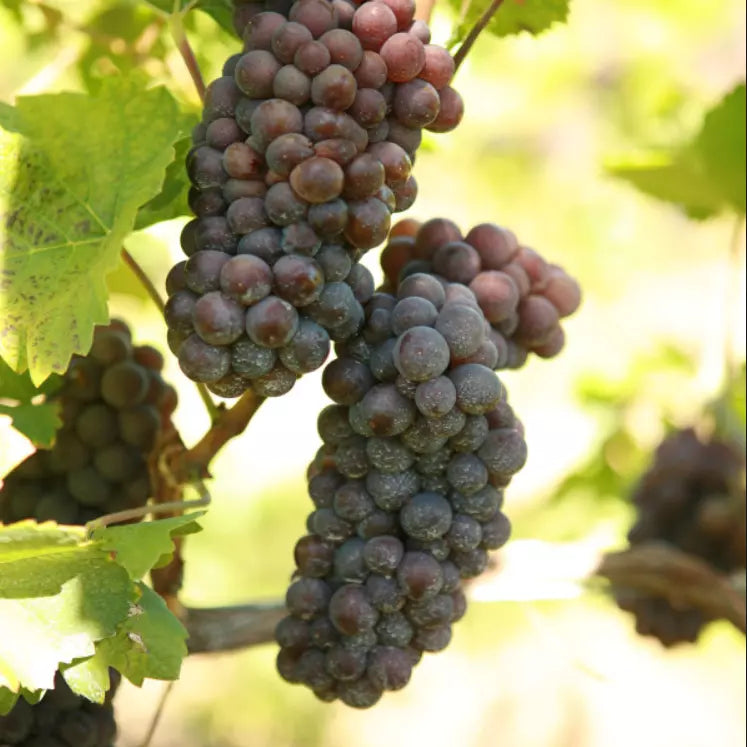 1 Bare Root Live Plant PINOT GRIS Grape Vine