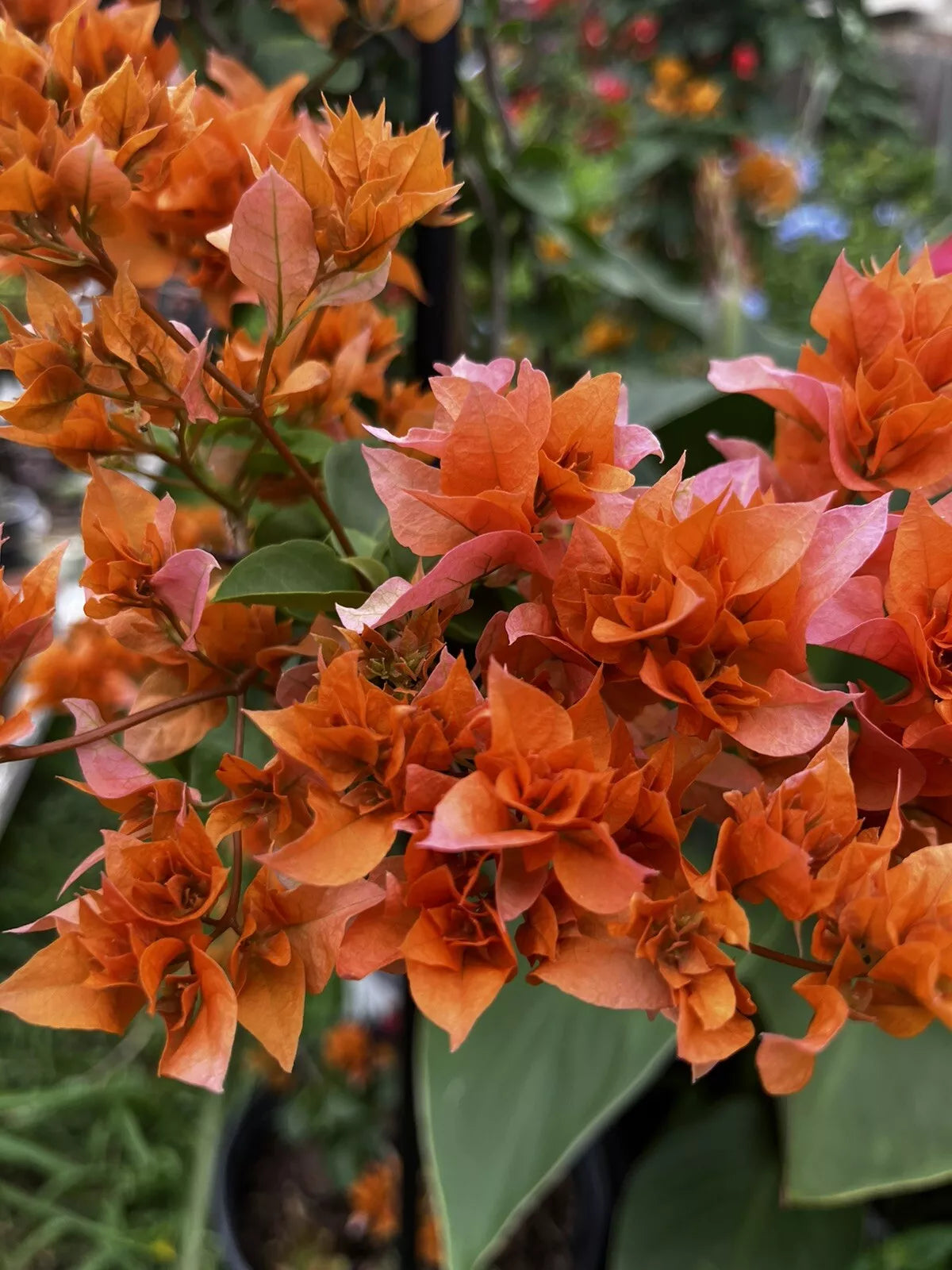 3pc Fresh Cuttings Double Petals Orange Pink Bougainvillea 4-6 Inches Long