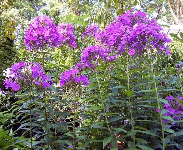 (10) Tall Phlox - Purple White Mix - Perennial Live Plant Bare Root Divisions