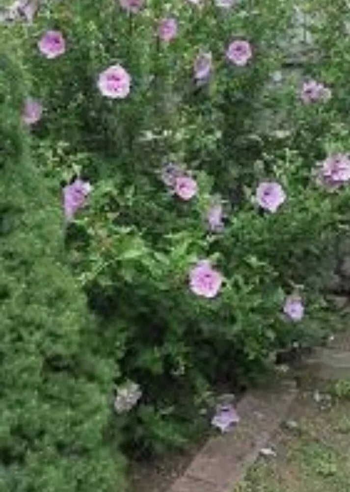 12 Live Plant Roots 2" + Tall Starter Bush Rose Of Sharon Hibiscus